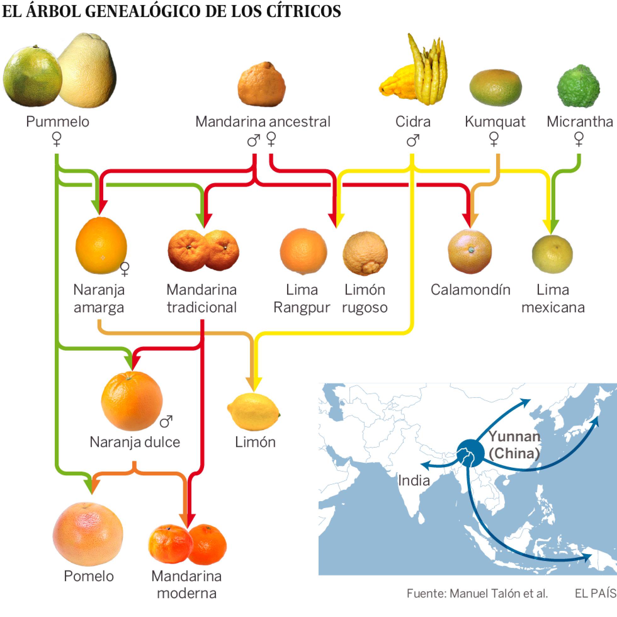 arbol genealogico de los citricos