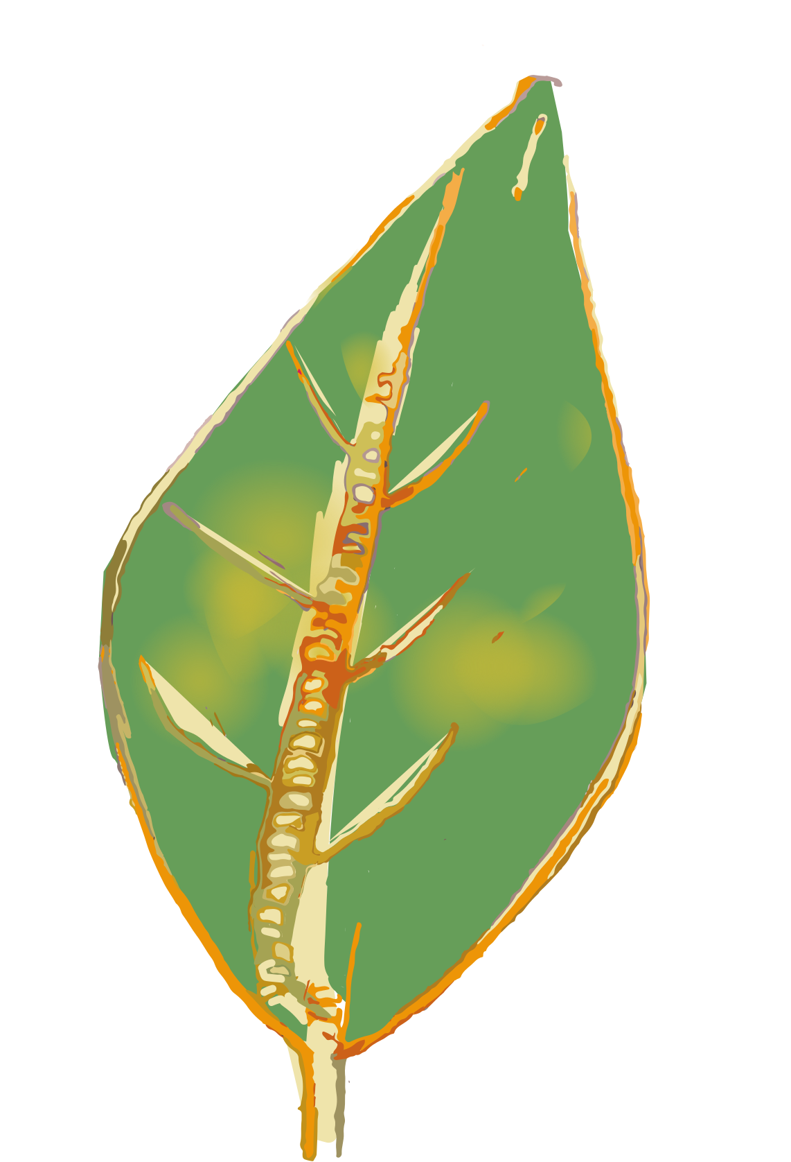 ¿Cómo podes saber si tus plantas tienen síntomas de HLB?