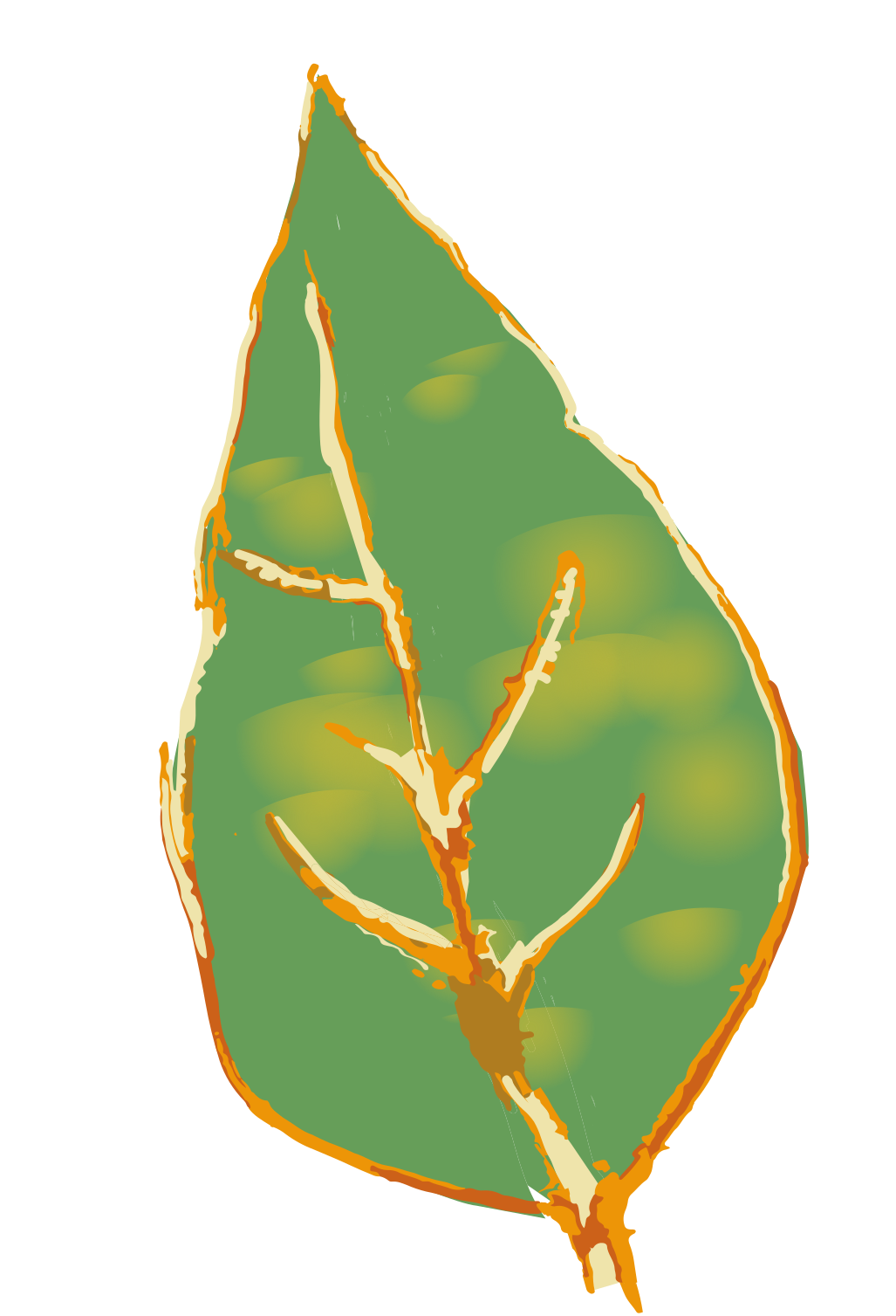 ¿Cómo podes saber si tus plantas tienen síntomas de HLB?