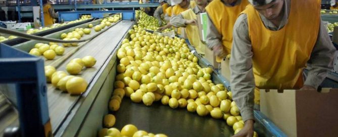 competitividad del limón