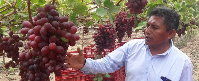 Uvas de la empresa San Miguel llegan por primera vez a Estados Unidos