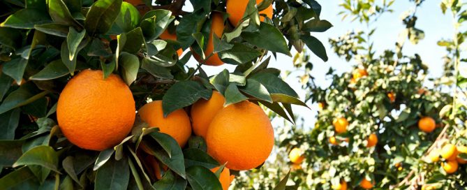 Frío en España pone en riesgo los cítricos y hortalizas