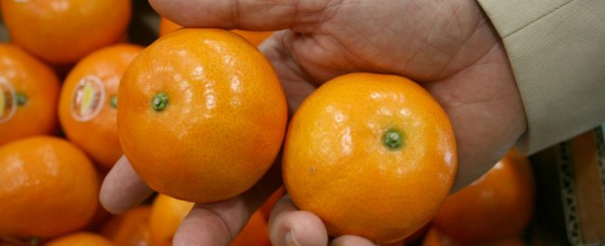 España: Lanzan variedad de mandarinas