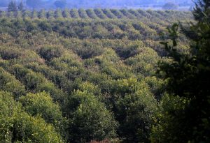 El INDEC brindó detalles sobre el Censo Nacional Agropecuario 2018
