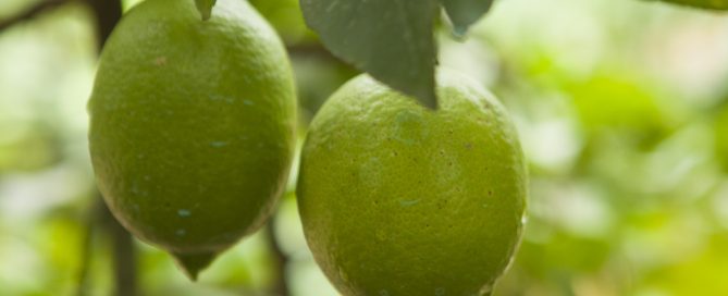 citrus