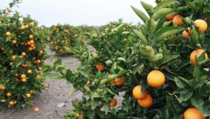 Una avispa ayudaría a frenar el avance del HLB
