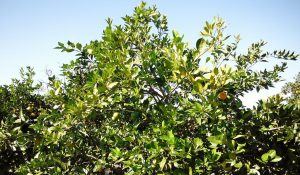 Citrus greening
