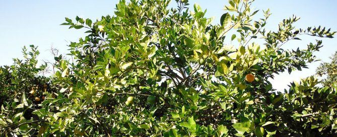 Citrus greening