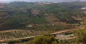 Durante la temporada 2017/2018 los limones turcos han registrado seis alertas sanitarias
