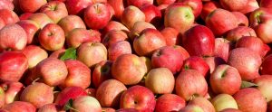 Exportaciones de pomáceas argentinas en vías de recuperación