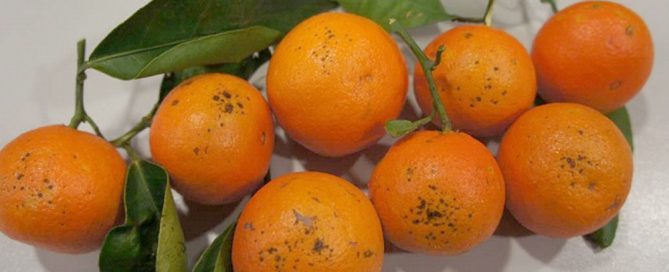 mandarinas Safor