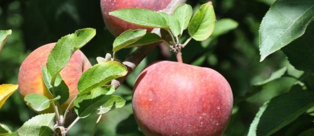 manzanas rojas