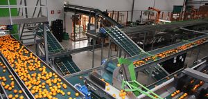 España mantiene su exportación de cítricos pese a la bajada de producción