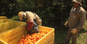 Preocupa el impacto de las retenciones en naranjas, mandarinas y pomelos