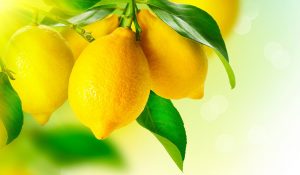 Limoneira entra en Joint Venture con empresa cítrica argentina