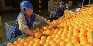 El importante valor agregado en las frutas frescas con destino a India y Vietnam