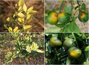 ¿Podrían los cítricos modificados genéticamente ser la respuesta al citrus greening?