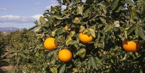 La cosecha de cítricos de la Comunitat Valenciana se sitúa por encima de los cuatro millones de toneladas