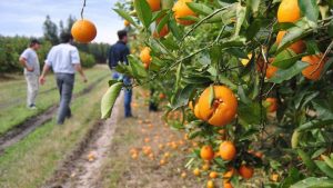 La Emergencia Citrícola obtuvo media sanción en Diputados