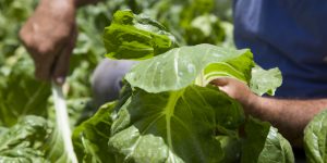 Se viene la Capacitación virtual de Buenas Prácticas Agrícolas en frutas y hortalizas