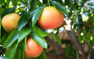 Bruselas autoriza el aditivo E-471 para cítricos, bananas y papayas de importación