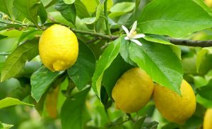 Temporada de limones argentinos se retrasa por problemas climáticos