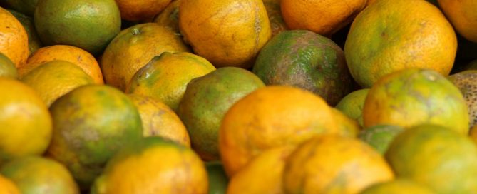 cosecha de naranja