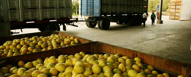 fruta fresca