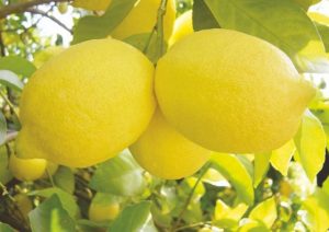 limón africano