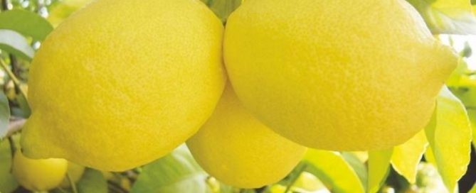 limón africano