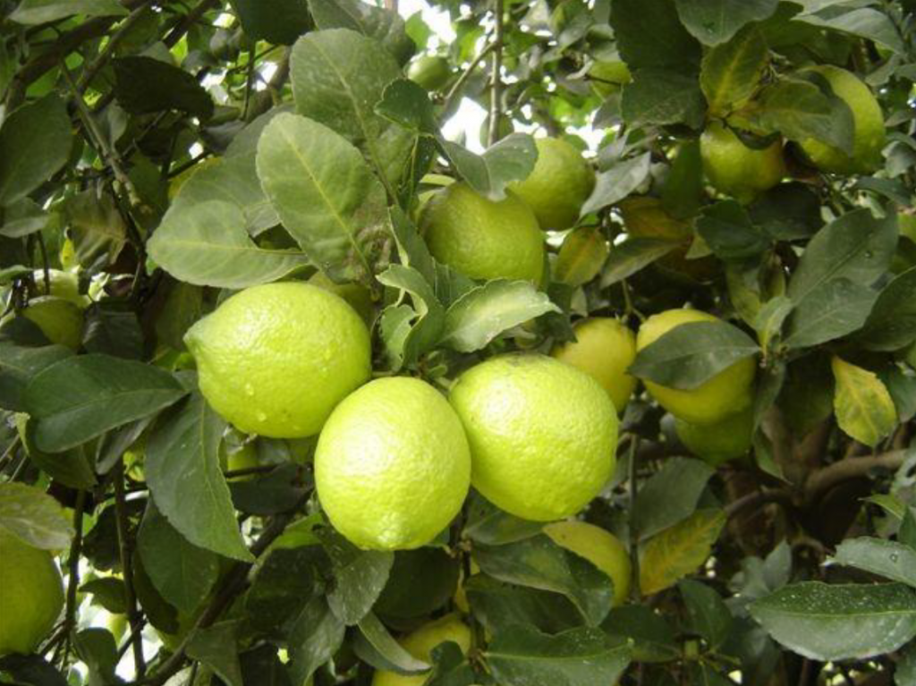 Limón