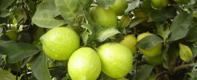 Limón