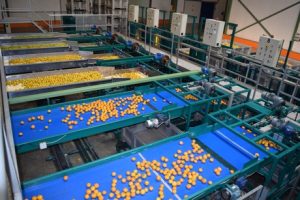 Se espera que la cosecha de cítricos españoles descienda sobre todo en clementinas