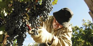 Se abrió el mercado tailandés para las uvas y cerezas argentinas