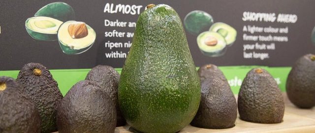 aguacate