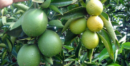 HLB