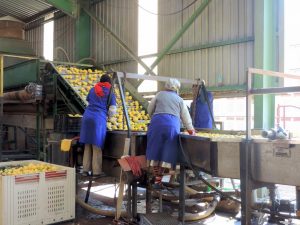 Caen las exportaciones a la UE de cítricos sudafricanos y egipcios