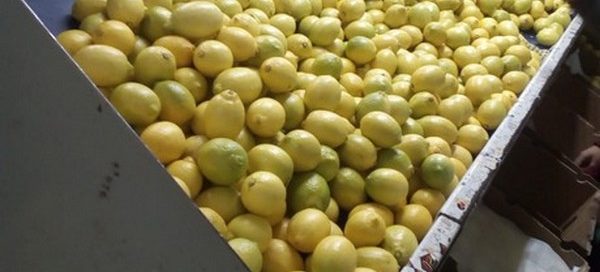 Limón