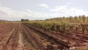 Actualización normativa sobre plagas no cuarentenarias reglamentadas