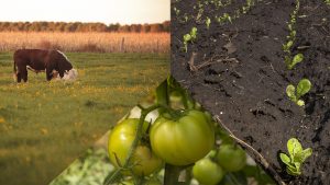 Reglamentan Ley que declara de interés nacional la sanidad animal y vegetal