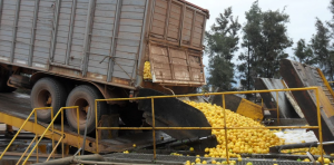 NOA: cayó la producción de limones y los productores trabajaron a pérdida