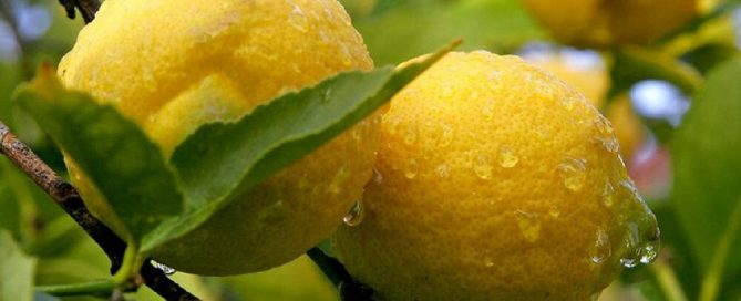 cámaras frutihortícolas
