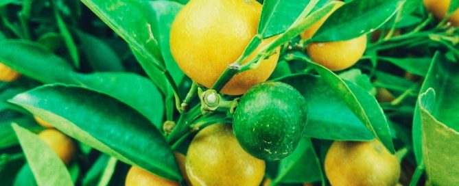 Limones