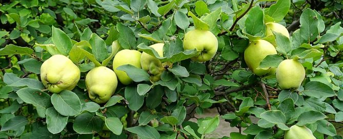 greening