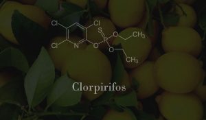 clorpirifos
