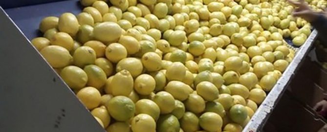 limón