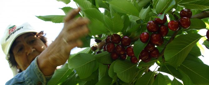 cerezas