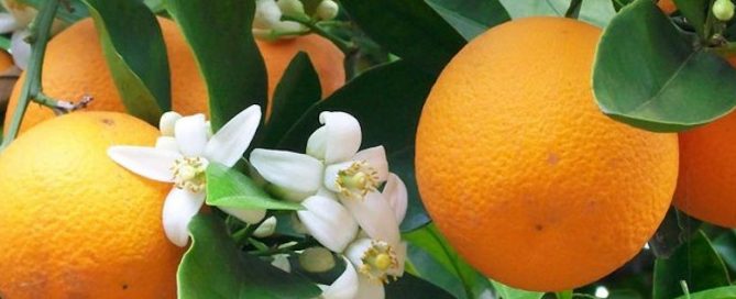 naranja y mandarina