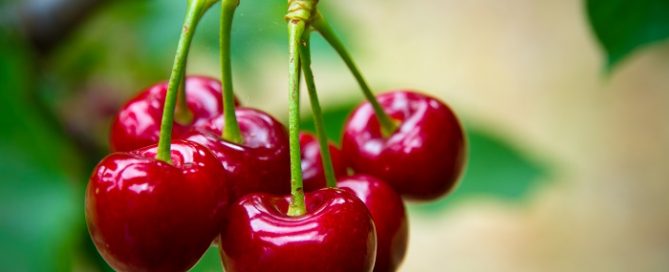 Cerezas