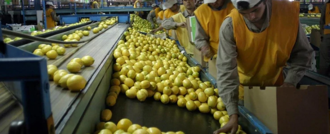 Limones